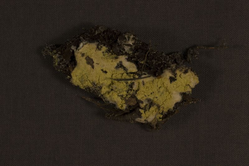 Pachyphlodes image