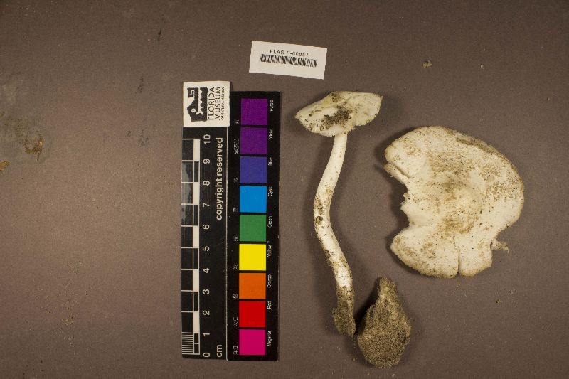 Amanita suballiacea image