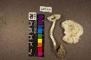 Amanita suballiacea image