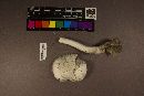 Amanita suballiacea image