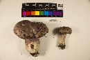 Tylopilus rubrobrunneus image