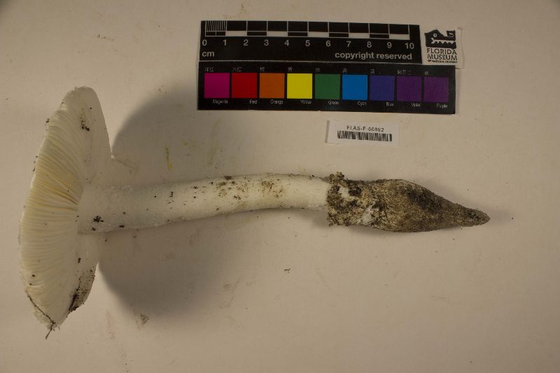 Amanita roanokensis image