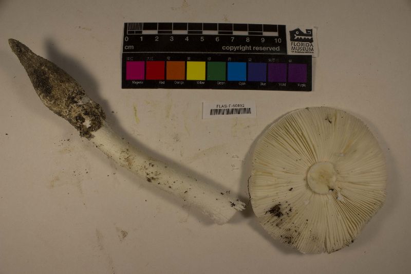 Amanita roanokensis image