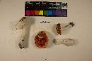 Russula pseudopeckii image
