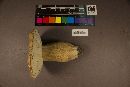 Boletus variipes image