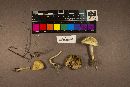 Agrocybe retigera image