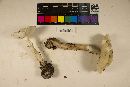 Amanita brunnescens image