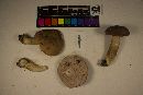 Tylopilus rubrobrunneus image