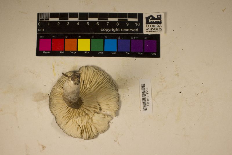 Lactarius subgerardii image