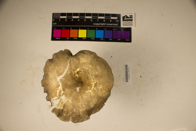 Lactarius subgerardii image
