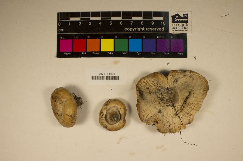 Lactarius alboscrobiculatus image