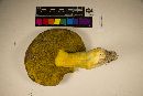 Boletus auripes image