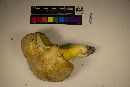 Boletus auripes image