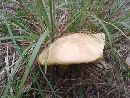 Boletus auripes image