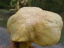 Boletus auripes image