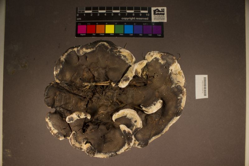 Phellodon mississippiensis image