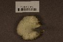 Lentinus crinitus image