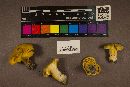 Cantharellus appalachiensis image