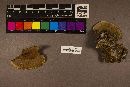 Phellinus gilvus image
