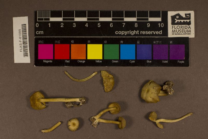 Callistosporium luteoolivaceum image