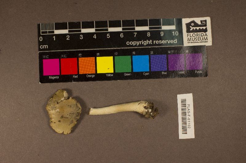 Amanita morrisii image