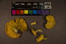 Cantharellus tenuithrix image