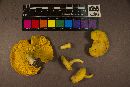 Cantharellus tenuithrix image