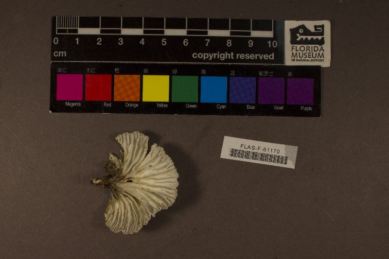 Neonothopanus image