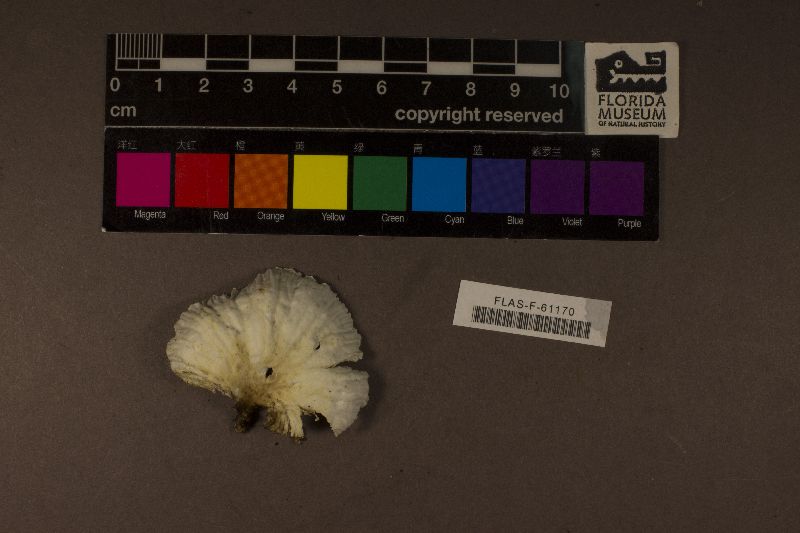 Neonothopanus image
