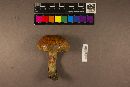 Butyriboletus floridanus image