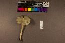 Entoloma strictius image