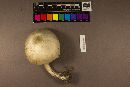 Agaricus arvensis image
