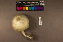 Agaricus arvensis image