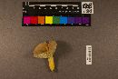 Lactarius hygrophoroides image