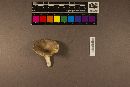 Russula variicolor image