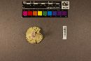 Russula variicolor image