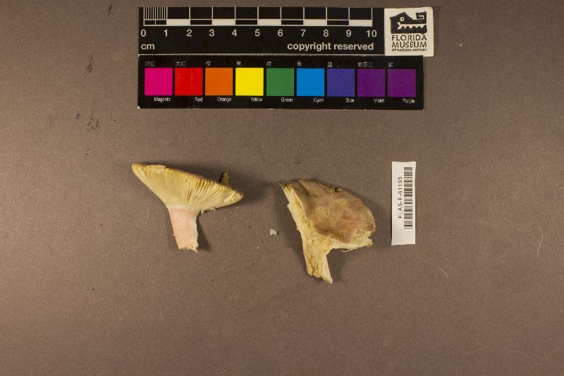 Russula variicolor image
