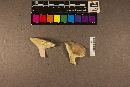 Russula variicolor image