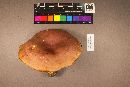 Boletus sensibilis image