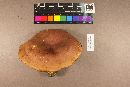 Boletus sensibilis image