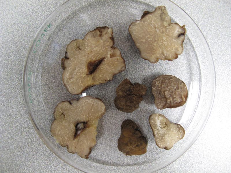 Tuber brennemanii image