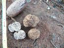 Image of Tuber floridanum