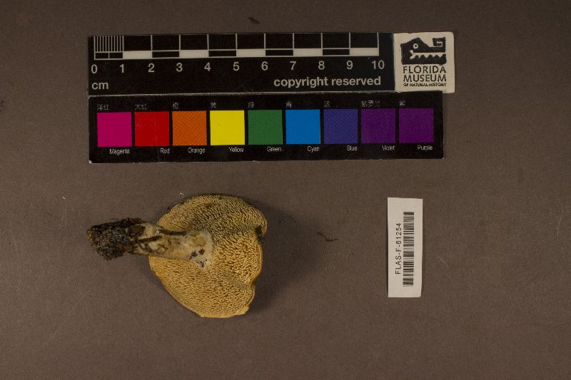 Hydnum aerostatisporum image