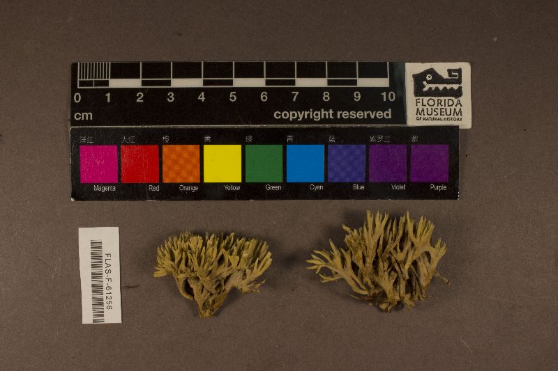 Lachnocladium brasiliense image