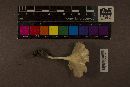 Clitocybe gibba image