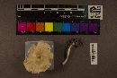 Clitocybe gibba image