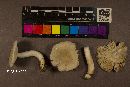 Russula pectinatoides image