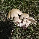 Macrocybe titans image