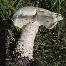 Macrocybe titans image