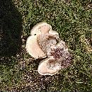 Macrocybe titans image